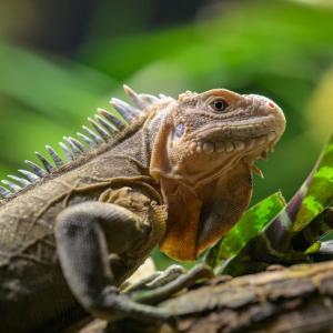 Необитаем остров в Карибско море се превърна в убежище за критично застрашен вид игуана