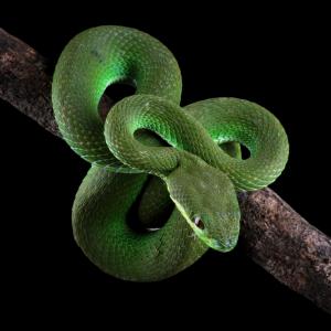 Змиите – нека ви изумим с тези любопитни факти за тях