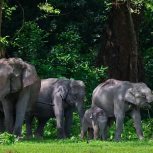 Популацията на дивите слонове в Индия е намаляла с една четвърт за осем години