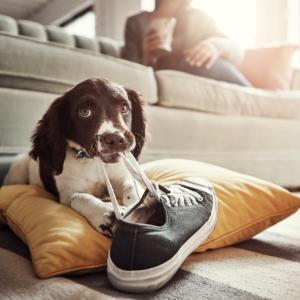 Неосъзнати опасности, които дебнат домашните ви любимци вкъщи