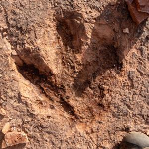 Най-голямото находище в света на отпечатъци от динозаври се намира в Боливия