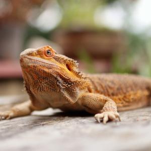 Бързите брадати дракони умират по-често: изненадващо откритие от Австралия