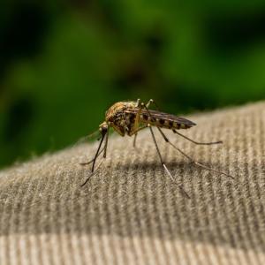 Хората, които пият бира, са истински магнит за комарите