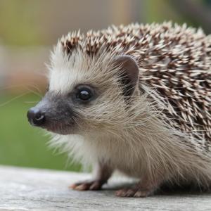 Какво (не) знаем за таралежа