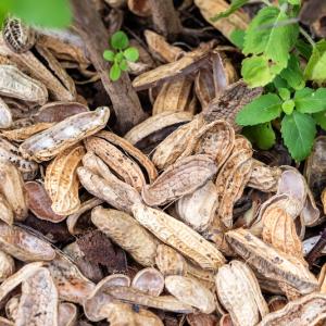 Учени откриха изненадващо практично приложение за отпадъците от фъстъчени черупки