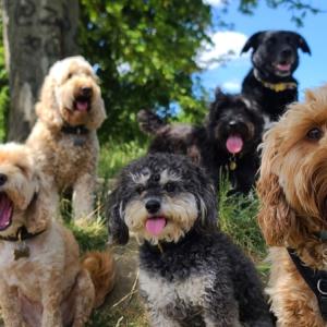 Разнообразието в размера и формата на кучетата е започнало преди 11 000 години