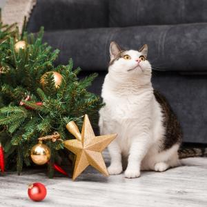 Елха и котка: мисия (не)възможна