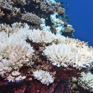 Регистрираха най-всеобхватното избелване на коралови рифове в Западна Австралия