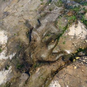 Хиляди отпечатъци от динозаври са открити върху алпийски скали, близо до мястото на Зимните олимпийски игри през 2026 г.