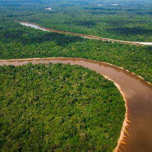 Учени в Бразилия лишават дървета от вода, за да тестват лимита на Амазония 