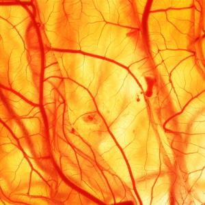 Австралийски учени създадоха 3D принтирани копия на кръвоносни съдове за едва два часа