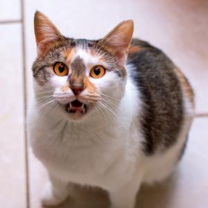 Котките променят комуникационната си стратегия, като мяукат повече, когато поздравяват мъже