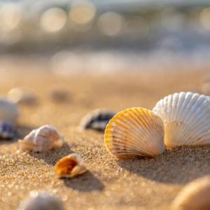 Oткриха във Франция работилница за накити от раковини отпреди 42 000 години 