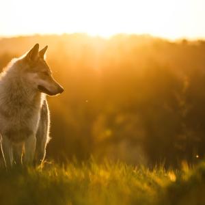 Учени документираха първото известно използване на сечива при диви вълци