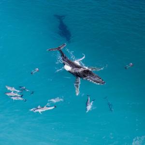 Китовете и делфините често си взаимодействат и играят