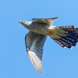 Когато познатото „ку-ку“ сигнализира не за времето, а за климата