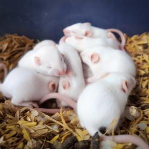 Проучване върху мишки показва, че многократното клониране причинява тежки генетични мутации