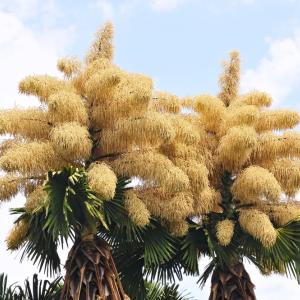 Редки палми в Рио де Жанейро цъфтят само веднъж, преди да умрат