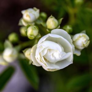 Подариха ви бяла роза? Ето какво значи това