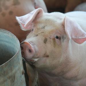 Виц: Каква е разликата между човека и свинята?