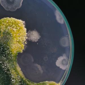 Бактерия, важна за човешкото здраве, оцелява в космоса