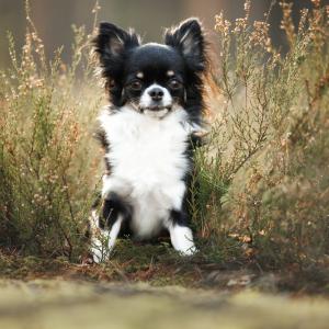 Повечето кучета имат ДНК от вълци (дори миниатюрните чихуахуа)