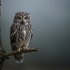 Какво (не) знаем за бухала