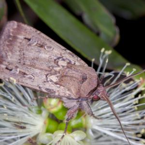 Учени ще изследват живота на 10 000 пеперуди с помощта на лепило за мигли