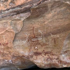 Откриха древни скални рисунки на камили и газели в Саудитска Арабия