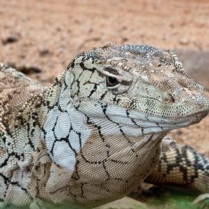 Откриха костна структура, свързана с еволюцията на австралийските варани