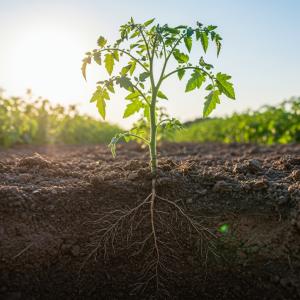 Учени откриха нанопластмаса в корените на житни растения