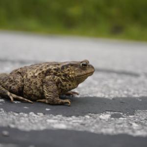 Как отровните жлези помогнаха на съвременните крастави жаби да завладеят света