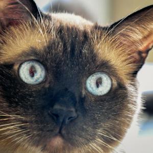 Виц: Психиатричните диагнози