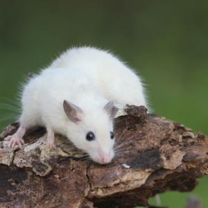 Упражненията забавят растежа на туморите при мишки, като насочват усвояването на глюкоза към мускулите