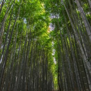 Учени от Китай създадоха биоразградима пластмаса от бамбук