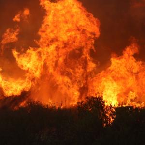Пожарите в България: Или как да предпазим нашите гори (подкаст)