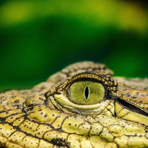 Студенокръвните животни са уязвими към климатичните колебания