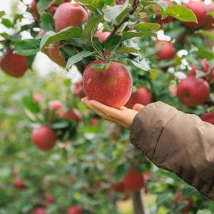 Испански учени откриха начин да определят зрелостта на плодовете, без да ги повреждат