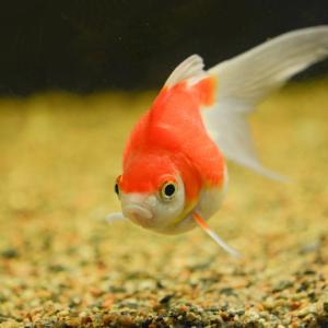 Виц: Златната рибка и големия тенис корт