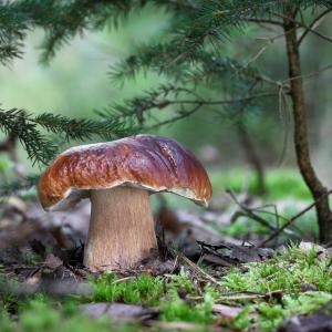 Интересни факти за гъбите