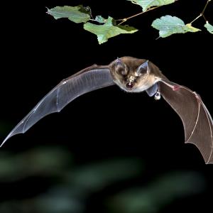 Прилепите всъщност не са слепи