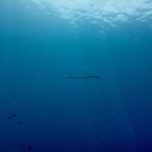 Най-голямата морска змия в света е била дълга над 12 метра и вероятно е яла акули