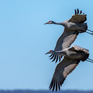 Мигриращите животни са все по-застрашени от изчезване