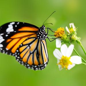 Белите петна по крилата на пеперудите монарх им помагат да мигрират на дълги разстояния 
