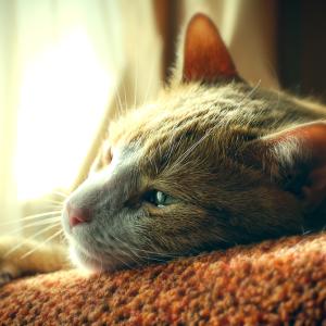 Смъртта на домашен любимец може да бъде толкова болезнена, колкото загубата на близък