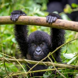 Стресът при приматите намалява, след като са пуснати на свобода