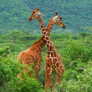Жирафите не обичат да се хранят самички