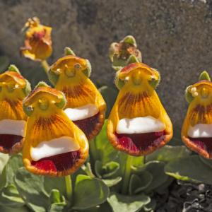 Ах, тази невероятна природа – растението „щастливият извънземен“