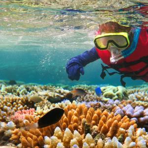 Затоплянето на океана забавя растежа на корали от Големия бариерен риф