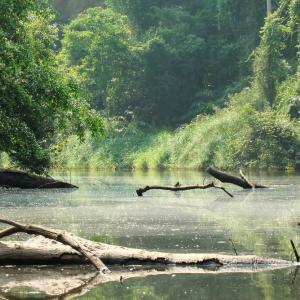 Тропическите водоеми отделят по-малко парникови газове от очакваното